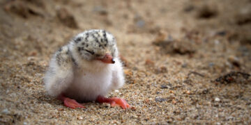 갯벌·유해·지역 ‘있는 그대로’… K다큐 무비, 당당한 큰 울림