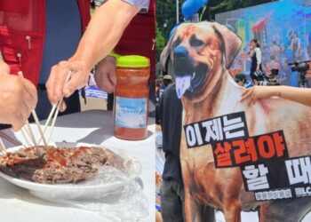 “개 식용 그만!” 외치자…보란 듯 개고기 시식 “당당하게 먹자”