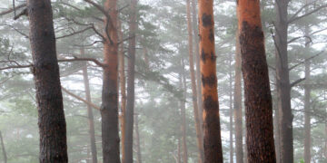 숲·해안길, 트레킹… 힐링, 경북 속으로