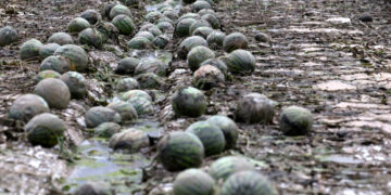 [포토] 폭우에 깨진 수박 | 서울신문
