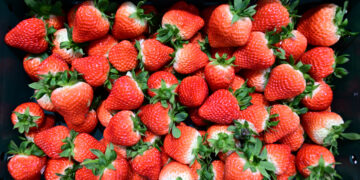 이 딸기 ‘미(味)’쳤다 | 서울신문