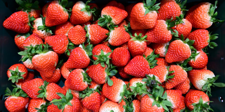 이 딸기 ‘미(味)’쳤다 | 서울신문