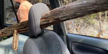 나무가 차유리 뚫고 조수석 ‘관통’…기적적으로 살았다