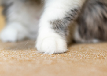 前여친이 키우는 ‘고양이’ 세탁기에 돌린 남성…“안 만나줘서”