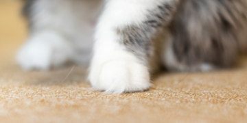 前여친이 키우는 ‘고양이’ 세탁기에 돌린 남성…“안 만나줘서”