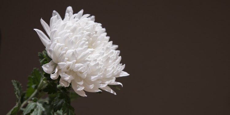 딸 혼자 치른 모친상… 바람나 집 나간 아버지가 상속인?