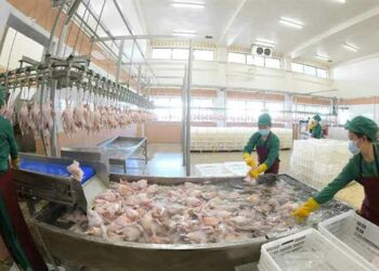 [포토] 조업하고 있는 北 광천닭공장 근로자들