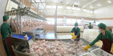 [포토] 조업하고 있는 北 광천닭공장 근로자들