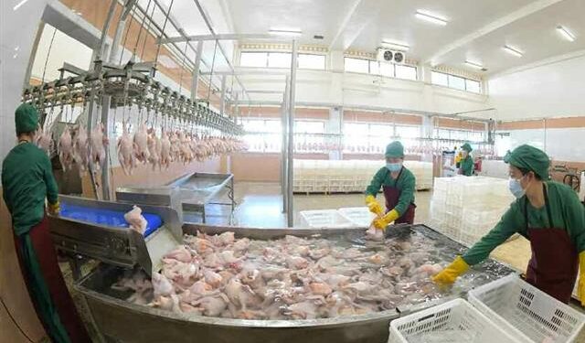 [포토] 조업하고 있는 北 광천닭공장 근로자들