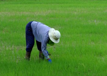 귀농 인구 75% “고향으로 유턴”… 셋 중 둘은 ‘만족’