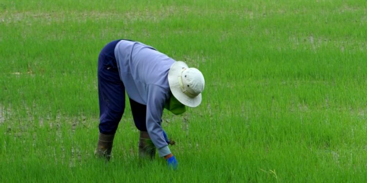 귀농 인구 75% “고향으로 유턴”… 셋 중 둘은 ‘만족’