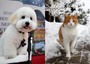 [단독] 남남 돌아서는 커플… 강아지는 누구 품에