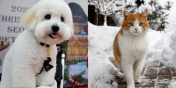 [단독] 남남 돌아서는 커플… 강아지는 누구 품에