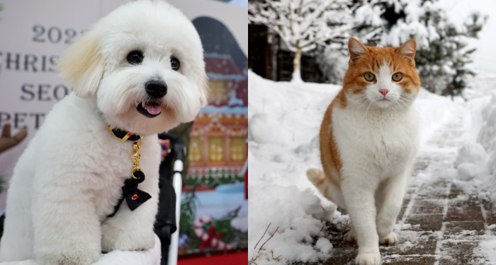 [단독] 남남 돌아서는 커플… 강아지는 누구 품에