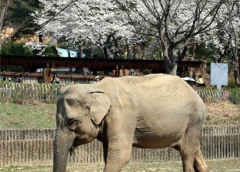 국내 최고령 59세 코끼리 ‘사쿠라’ 하늘나라로