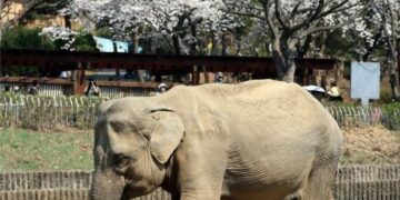 국내 최고령 59세 코끼리 ‘사쿠라’ 하늘나라로