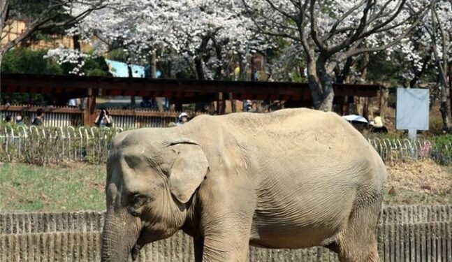 국내 최고령 59세 코끼리 ‘사쿠라’ 하늘나라로