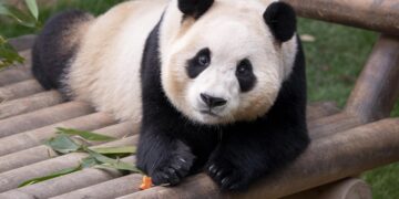 잘가, 푸바오… 실시간 에버랜드 “첫차 타고 6시간 대기”