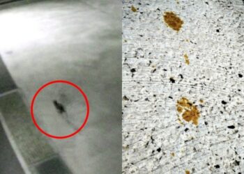 “日서 1급 발암물질 묻은 고양이 돌아다녀”…만졌다간 ‘이렇게’ 됩니다