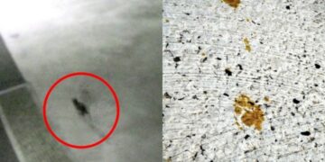 “日서 1급 발암물질 묻은 고양이 돌아다녀”…만졌다간 ‘이렇게’ 됩니다