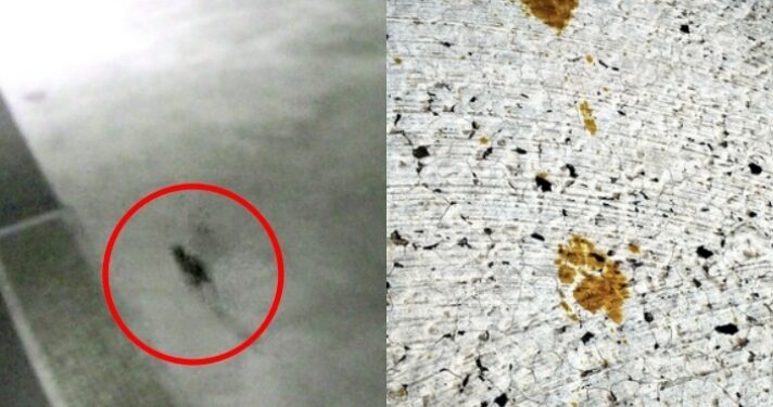 “日서 1급 발암물질 묻은 고양이 돌아다녀”…만졌다간 ‘이렇게’ 됩니다