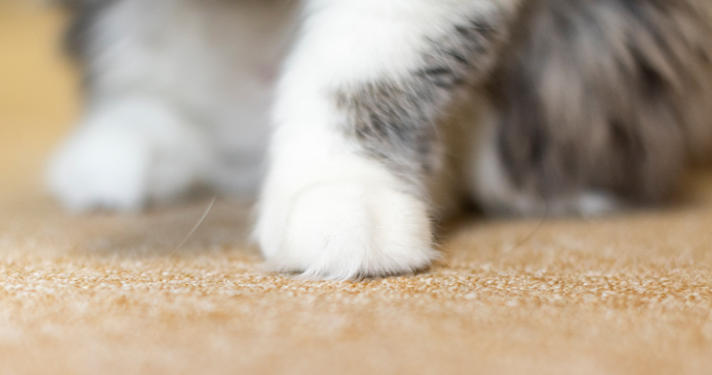 전 여친 반려묘 세탁기에 돌려 죽인 20대 집행유예