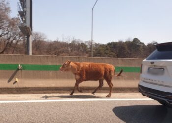 ‘도심 질주 타조’ 이어 송아지 고속도로 역주행 ‘아찔’