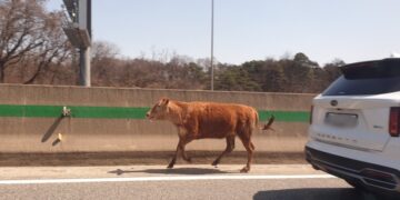 ‘도심 질주 타조’ 이어 송아지 고속도로 역주행 ‘아찔’