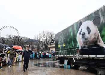 ‘영원한 아기 판다’ 푸바오, 안녕