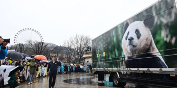‘영원한 아기 판다’ 푸바오, 안녕