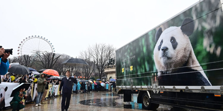 ‘영원한 아기 판다’ 푸바오, 안녕