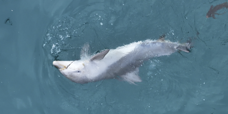 “죽은 듯 있다가 뒤집는 행동 수차례 반복… 낚싯줄 입에 걸린 새끼남방큰돌고래 위험해요”
