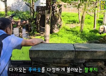 “푸바오~ 할부지야” 강바오 목소리 들리자 ‘빙빙’…감동 재회 순간