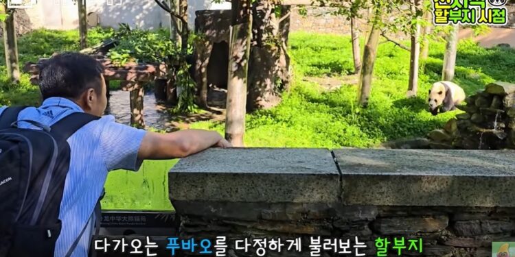 “푸바오~ 할부지야” 강바오 목소리 들리자 ‘빙빙’…감동 재회 순간