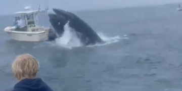 선박으로 돌진해 어부 빠트린 ‘검은색 괴물’…정체 보니 ‘깜짝’
