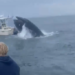 선박으로 돌진해 어부 빠트린 ‘검은색 괴물’…정체 보니 ‘깜짝’