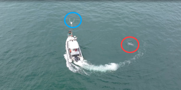 10개월째… 폐어구에 걸린 새끼남방큰돌고래는 지금 어떻게 됐을까