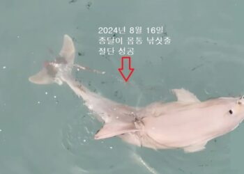“이젠 엄마와 자유롭게 지내렴”… 남방큰돌고래 ‘종달이’ 몸통에 걸린 낚싯줄 절단에 성공