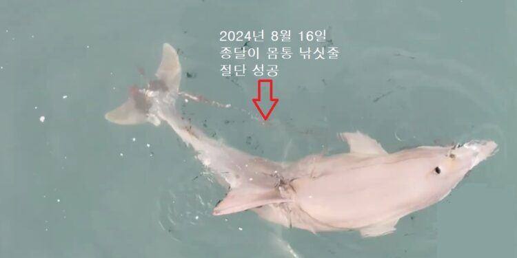 “이젠 엄마와 자유롭게 지내렴”… 남방큰돌고래 ‘종달이’ 몸통에 걸린 낚싯줄 절단에 성공