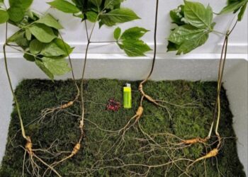 “1억 넘게 심봤다”… 지리산서 ‘최고 80년’ 천종산삼 23뿌리 발견