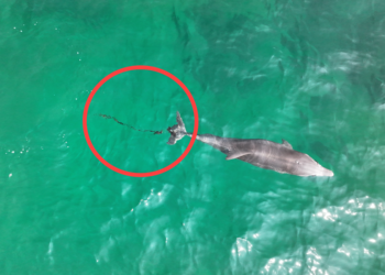 아직 낚싯줄에 고통받는 ‘종달이’… 구조방식·법적지위 ‘갈등의 물결’ [이슈&amp;amp;이슈]