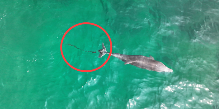 아직 낚싯줄에 고통받는 ‘종달이’… 구조방식·법적지위 ‘갈등의 물결’ [이슈&amp;amp;이슈]