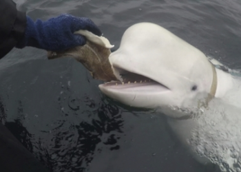 ‘러 스파이 의심’ 흰돌고래 사체로 발견