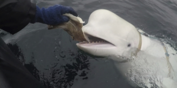 ‘러 스파이 의심’ 흰돌고래 사체로 발견