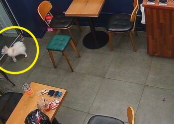 “강아지가 싼 소변 티슈로 닦더니 휴지통에… 냄새는?” 무인카페 사장의 하소연