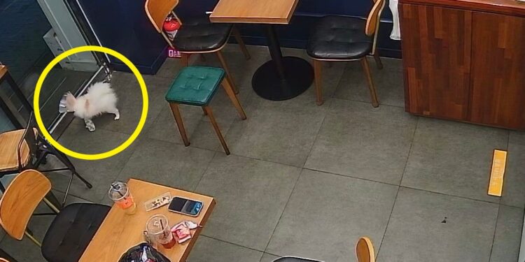 “강아지가 싼 소변 티슈로 닦더니 휴지통에… 냄새는?” 무인카페 사장의 하소연