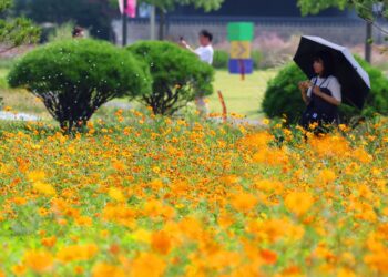 가을 오나 했더니… 추석까지 ‘낮 기온 30도’ 늦더위