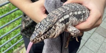 김포 아파트 단지 일대 ‘1m 크기 대형도마뱀’ 출몰…“포획 완료”