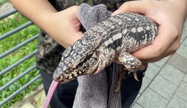 김포 아파트 단지 일대 ‘1m 크기 대형도마뱀’ 출몰…“포획 완료”