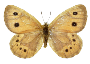 ‘나비박사’ 석주명 곤충표본 120점 90년 만에 ‘귀환’